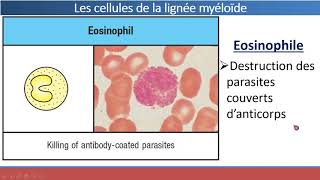 Organes et Cellules du Système Immunitaire [upl. by Orpheus]