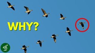 The Real Reasons Birds Fly In A VFormation [upl. by Ila]