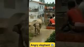 Angry elephant 🐘elephant elephantattack2024funnyanimal funnyହାତୀ danceytshorts dangerousarmy [upl. by Malia]