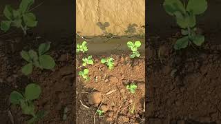 Pea sowing shortsviral arabic топ shortsviral love music agriculture [upl. by Themis]