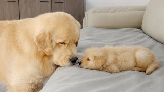 What Does A Golden Retriever Do When It Finds A Sleeping Puppy [upl. by Nnyleve348]