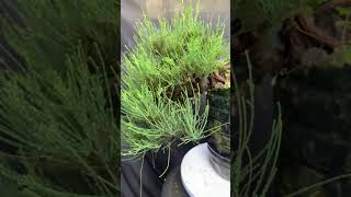 Casuarina From Cuttings sustainablebonsai [upl. by Avery]