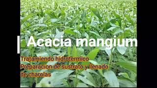 Acacia mangium tratamiento hidrotérmico a las semillas para germinación [upl. by Isola792]