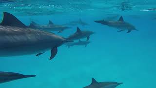 Marsa Alam Egypt Dolphin Freediving [upl. by Boni]