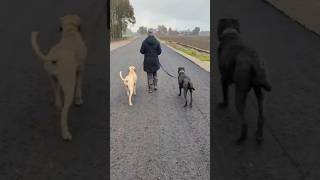 Ein Spaziergang ist immer mit Training verbunden canecorso broholmer hundetraining [upl. by Fifi]