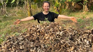 Great farm peanuts cabbage beautiful roosters build a goat barn to multiply more goats [upl. by Etnecniv]