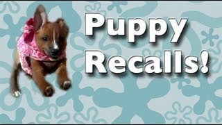 Teach ANY puppy to come when called  come recall training come recall fun and games [upl. by Pouncey]