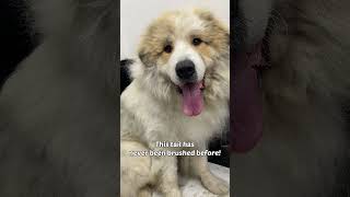 Lovely Pyrenean Mountain Dog [upl. by Perzan]