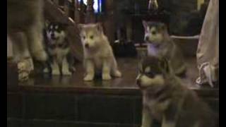 Alaskan Malamute Puppies 6weeks oldp2 [upl. by Nels]