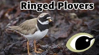 BTO Bird ID  Ringed Plovers [upl. by Lamraj143]