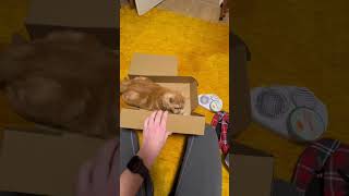 Cats and Boxes gingercat bkh [upl. by Meares]