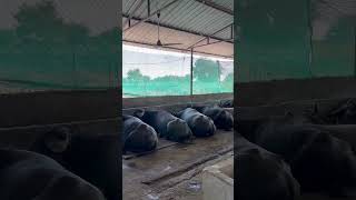 Murrah buffalo Farm dairyfarm farming shorts [upl. by Guy255]