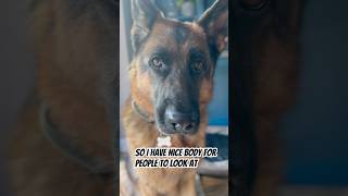 Yup I love food 🤣🤣 germanshepherd dog gsd funny food trending shorts comedy fyp humor [upl. by Panayiotis]