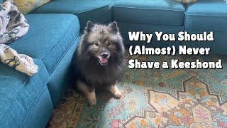 Why You Should Almost Never Shave A Keeshond [upl. by Anilejna978]