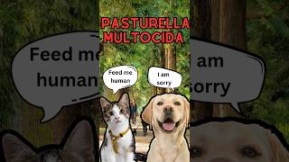 Pasteurella multocida symptoms and how to handle dogs cats infection swollen video facts fyp [upl. by Dichy]