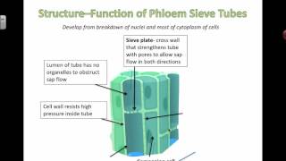 Phloem Structure and Function 2016 [upl. by Bondon122]