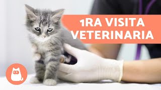 ¿Cuándo llevar al gato al veterinario  Primera visita desparasitación y vacunas [upl. by Richmound]