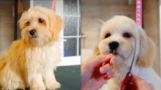 Puppy Maltipoo First Time Grooming [upl. by Karleen]