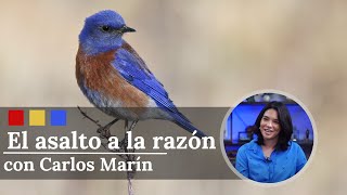 ¿Qué es y de qué trata Birding Project  El Asalto a la Razón [upl. by Eecart336]