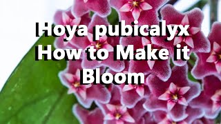 How to Get Hoya pubicalyx to Bloom High Quality Closeup Images [upl. by Enimajneb]