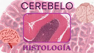 Histología de Cerebelo [upl. by Veal]