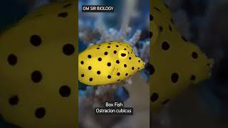 🐠 BOX Fish 🍄 Amazing yellow boxfish found reef in Gili Trawangan Island  Indonesia boxfish fish [upl. by Leinad]