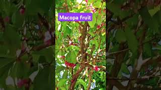 Macopa fruits [upl. by Curt]