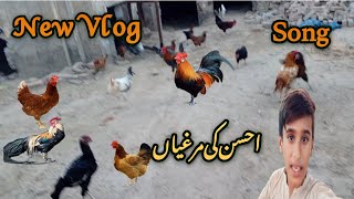 Ahsans Chickens  Song  New Vlog [upl. by Cowie]