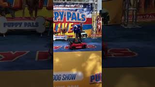 The Puppy Pals Comedic Stunt Dog Show Gizmo Driving Creekside Festival Palm Coast 2024 [upl. by Einahteb93]