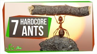 7 Unbelievably Hardcore Ants [upl. by Latsyc]