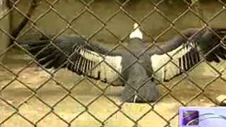 Birds of prey in Tbilisi Zoo  mtacebeli frinvelebi tbilisis zooparkshi [upl. by Di]