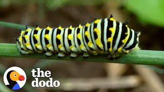 Caterpillar Morphs Into Beautiful Swallowtail Butterfly  The Dodo [upl. by Pitt]