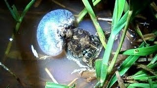 Pereréca Inchando e Cantando Physalaemus marmoratus [upl. by Eynahpets]