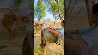 Behns Ko Nahla Diya 🐂  Last Part  shorts comedy vlog minivlog bullriding animals [upl. by Martres742]