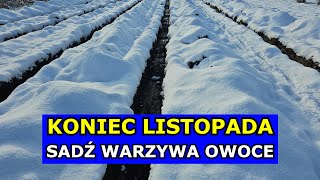 KONIEC LISTOPADA to Świetny Termin na Sadzenie Warzyw i Owoców Co siać sadzić w Listopadzie Grudniu [upl. by Nirroc]