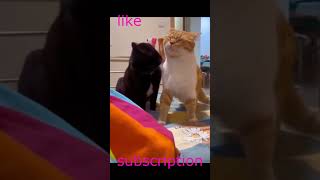 Funny cats 20 india funny memes cat comedyvideos funnyshorts memegameplay кошки pets [upl. by Leonidas184]