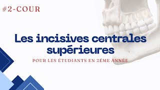 Anatomie dentaire  lincisive centrale supérieure [upl. by Eedissac]