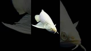 arowana fish sinhala 2022 [upl. by Annahsal]