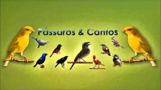 Cantos da Natureza  Varios Passaros Cantando [upl. by Swerdna]