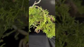 Garden center juniper bonsai without wires with tight foliage [upl. by Anialahs]