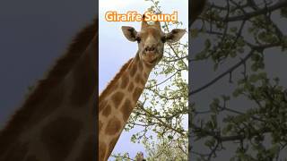 Giraffe Sound giraffe animals [upl. by Wolsky]