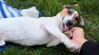 Relaxation and chill with Jack Russell Terrier Footage [upl. by Tyika]