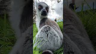 Lemur up close [upl. by Pia]