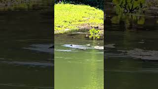 double crested cormorant catching a fishfishing birdsদৈকলা চৰাইচিকাৰী চৰাইপখিপাখীs24ultra zoom [upl. by Hawley]