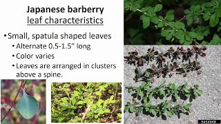 Japanese Barberry Identification [upl. by Treharne595]