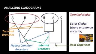 IB Biology A32 Classification amp Cladistics [upl. by Luana]