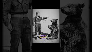 What Happens When a BEAR Fights in WW2 [upl. by Karlene]