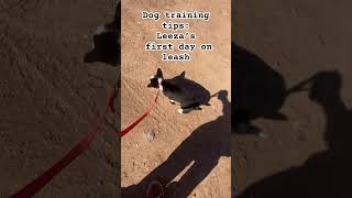 Dog training tips First day on leash puppy dogs cuteanimal puppytraining dogtraining [upl. by Arehs]