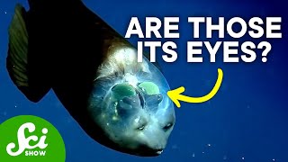 The Strange Mystery of the Barreleye Fish [upl. by Azerila]