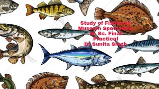 Notopterus fish as a Museum specimen by Dr Sunita Singh [upl. by Acile]